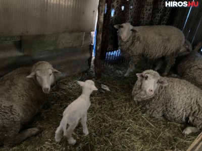 Megtalálták az ellopott bárányokat