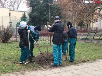 Diákok ültették a fákat a Széchenyivárosban
