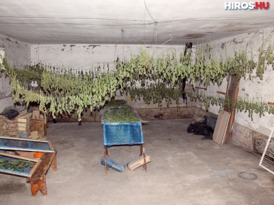 Drogültetvény Csengődön: paradicsom helyett marihuánát nevelt a fóliasátorban