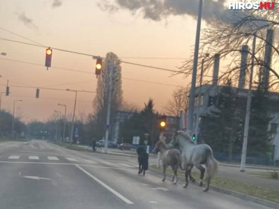 Elszabadult lovak lepték meg Széchenyivárost
