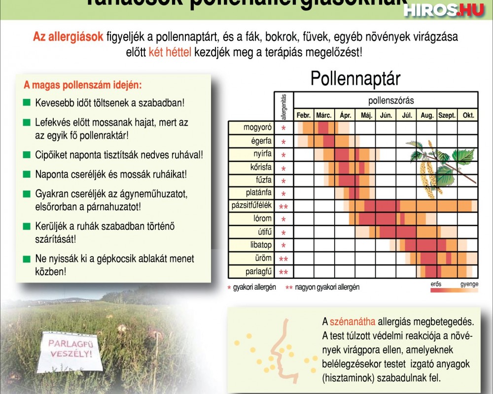 Az idén jelentős parlagfűpollen-terhelés várható