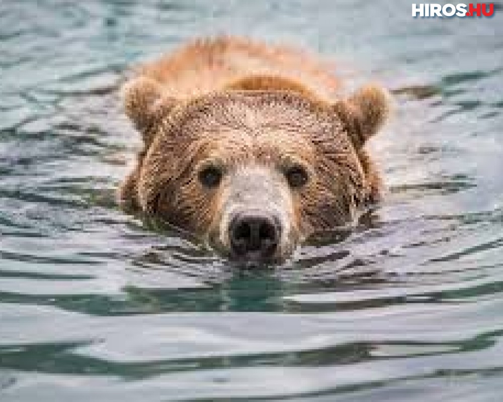 Úszó medvét videóztak a Holt-Tiszában, Szolnoknál