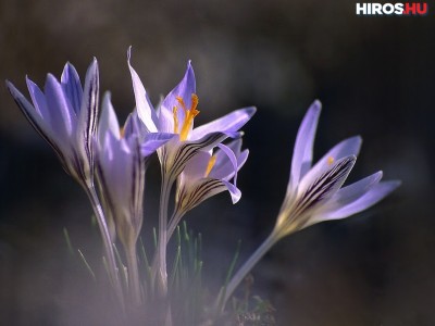 Közeledik a tavasz - Virágoznak a tarka sáfrányok a Kiskunságban