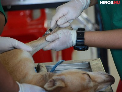 Kikkel oldanák meg az állatorvosi ügyeletet?