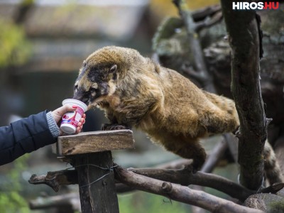 Állatok Farsangja a Kecskeméti Vadaskertben