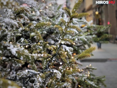 Hétfőn érkezik a város karácsonyfája, forgalomkorlátozás várható