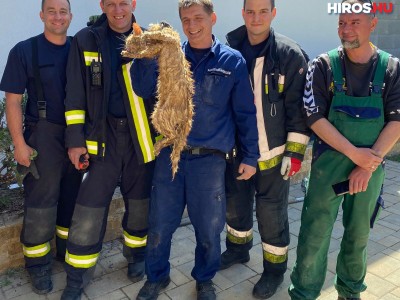 Macskát mentettek a tűzoltók Kecskeméten 