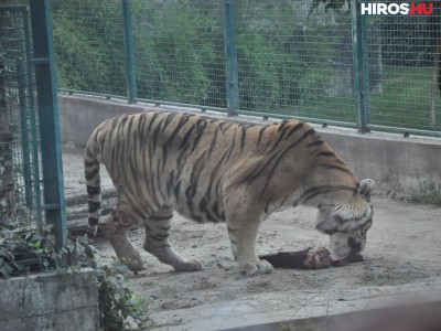 Teljesen megújul a tigriskifutó a vadaskertben