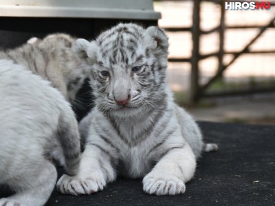 Négy tigris született Felsőlajoson