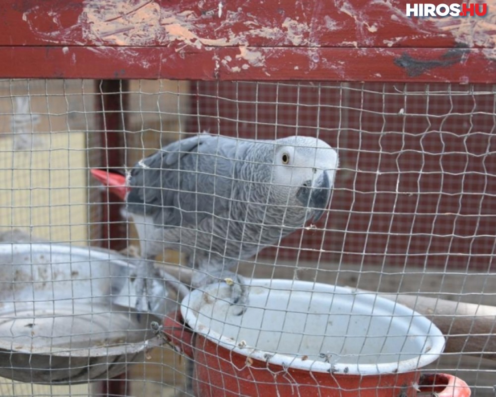 Védett papagájt foglalt le a rendőrség