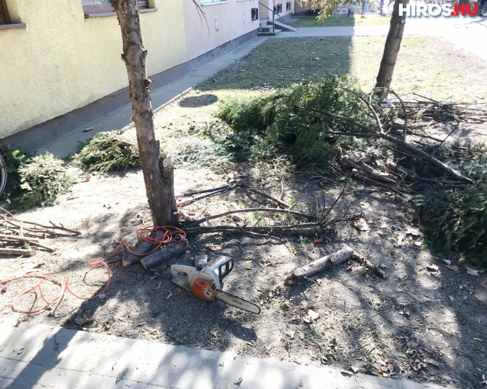 Egy idős nő láncfűrésszel vágta ki a fát, mert nem látta kik állnak a buszmegállóban