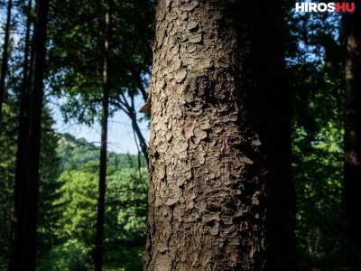 A hazai erdészetek ki tudják elégíteni a megnövekedett tűzifaigényt, a természet károsítása nélkül