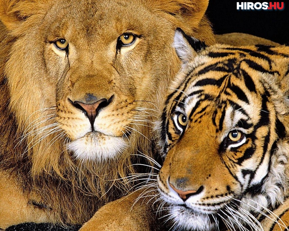 Koronavírussal fertőződött meg több tigris és oroszlán