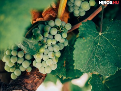 Feldman Zsolt: 2,5 milliárd forintnyi segítséget kapnak a szőlőtermelők