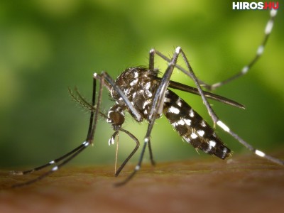 Változások jönnek a szúnyogirtásban