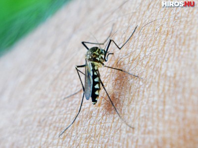 Bács-Kiskun megyében is gyérítik a szúnyogokat a héten