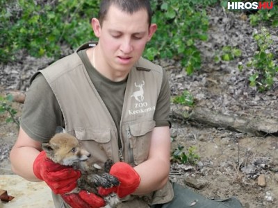 Róka kölyköket mentettek a vadaskert munkatársai