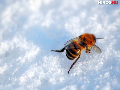 A méheket is megviselte a tél