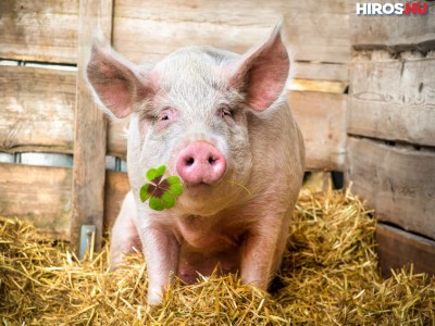 Boldog Új Évet kívánunk minden olvasónknak!