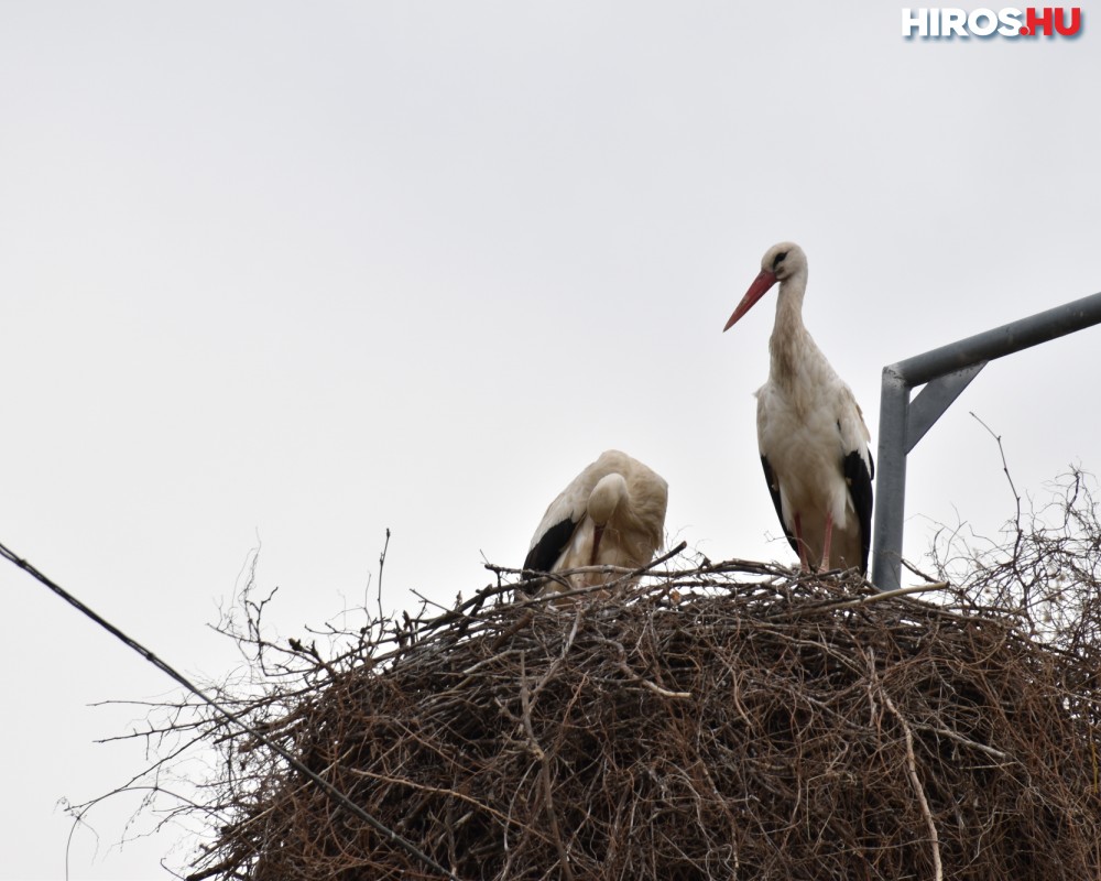 Visszatértek a gólyák Kecskemétre (videóval)