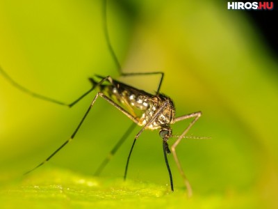 Katasztrófavédelem: kezdődik a szúnyogirtás