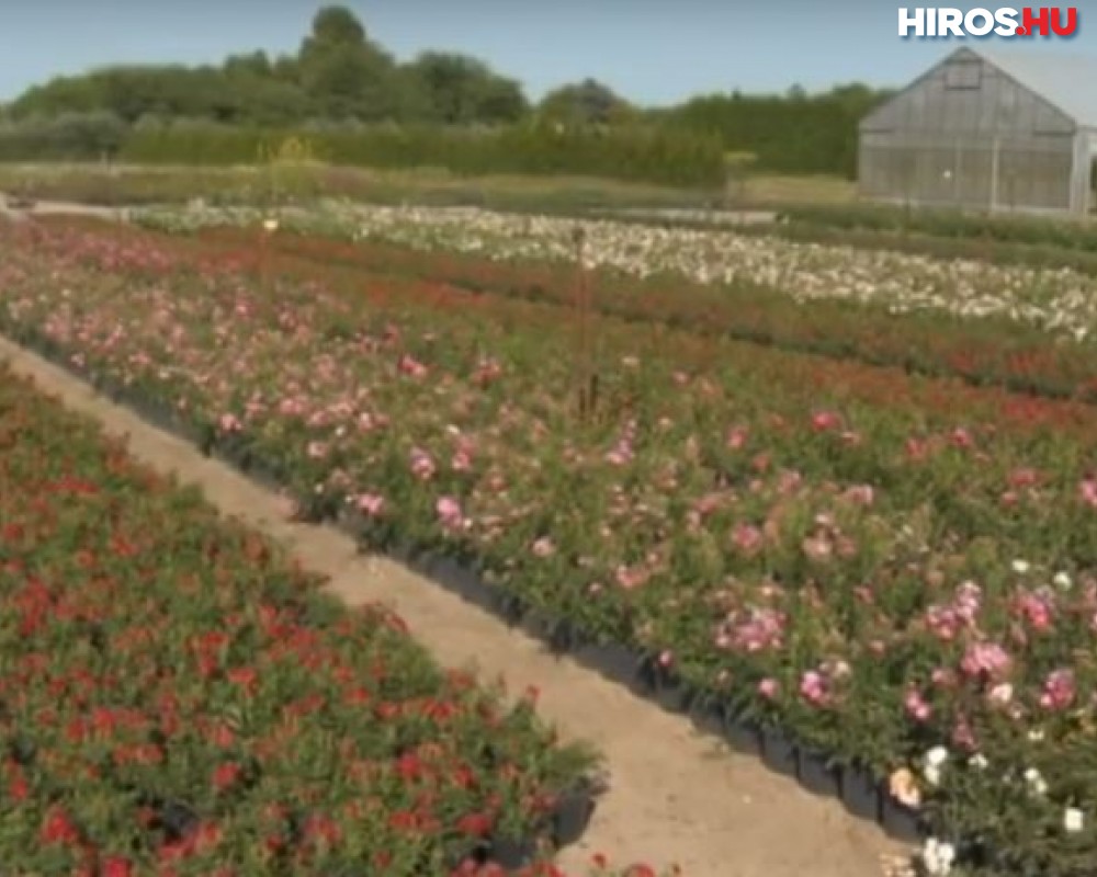 A helvéciai Hegede Kertészet az ország egyik legszebb birtoka