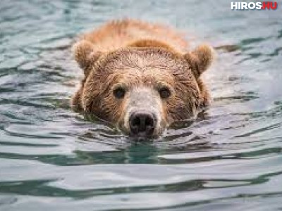 Úszó medvét videóztak a Holt-Tiszában, Szolnoknál