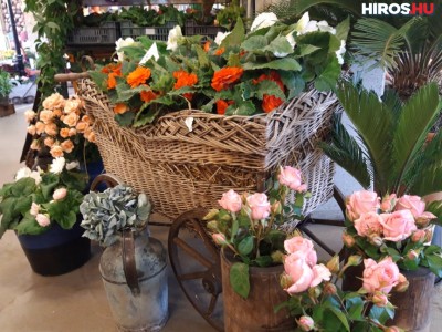 Begónia, rózsa és orchidea vásár a piaccsarnokban
