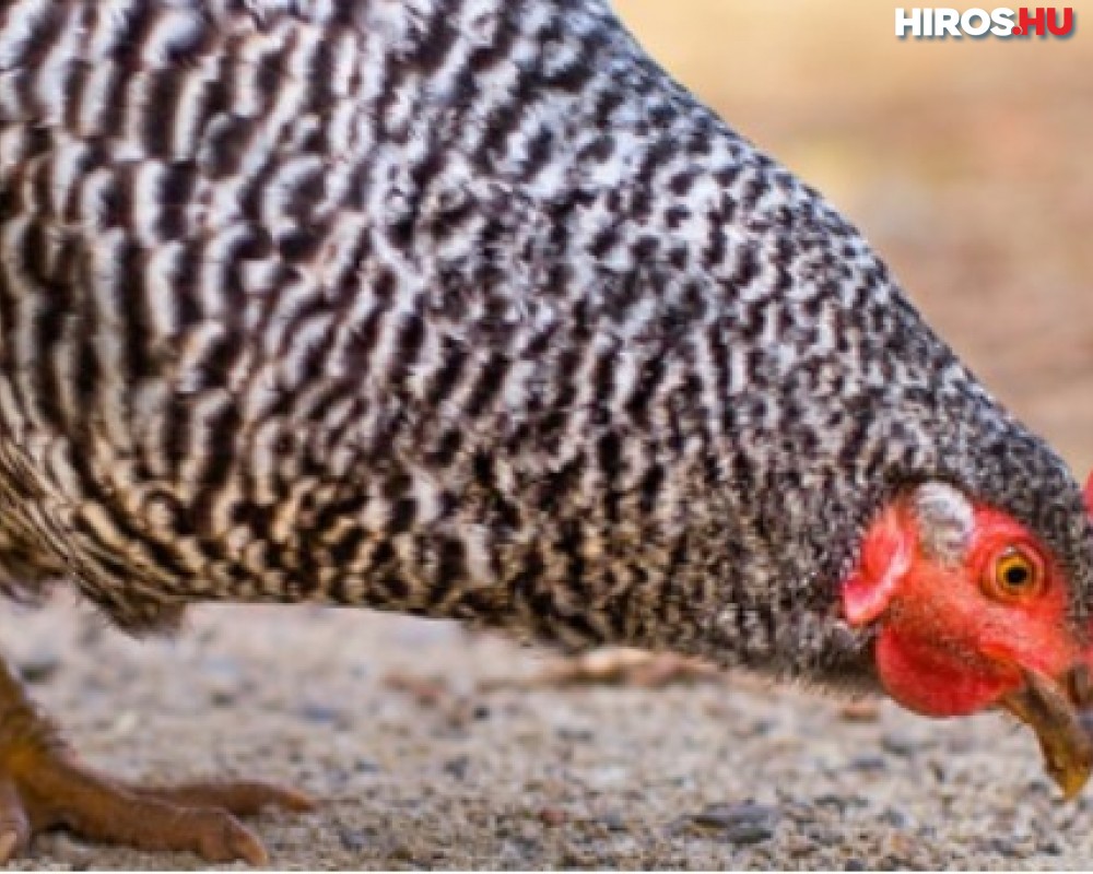 Nagylétszámú tojótyúk-állományon söpört végig a madárinfluenza Bács-Kiskun megyében