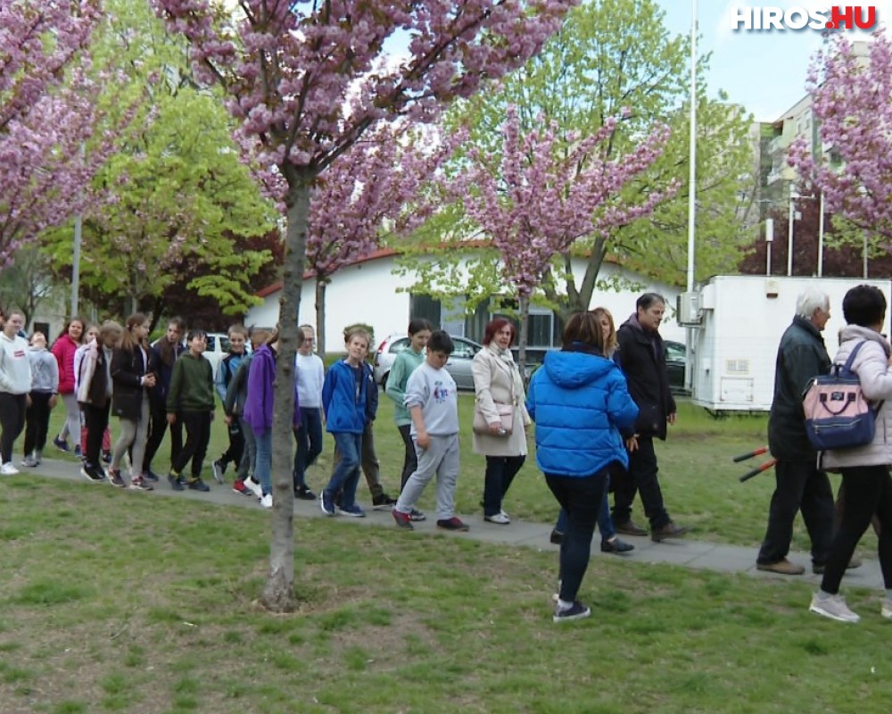 Szakura séta az Aomori parkban - Videóval