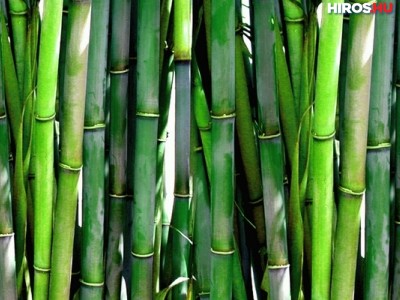 NÉBIH: illegális a műanyagot és bambuszt együttesen tartalmazó termékek forgalmazása
