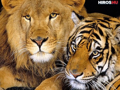 Koronavírussal fertőződött meg több tigris és oroszlán
