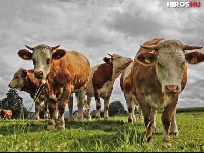 Újabb segítséget kapott a tejelő szarvasmarha ágazat