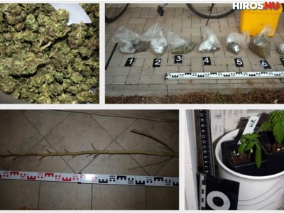 Adatot akartak gyűjteni a rendőrök, de marihuánát találtak