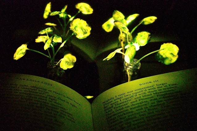 Vajon a nem túl távoli jövőben valóban világító növények fényénél olvasgatunk majd?